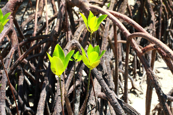 mangrov ağaç havelock Adası, andamans, Hindistan. - Fotoğraf, Görsel