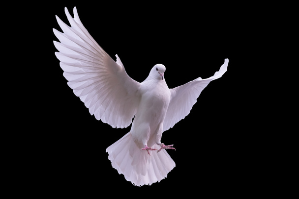 білий голуб на чорному фоні
 - Фото, зображення