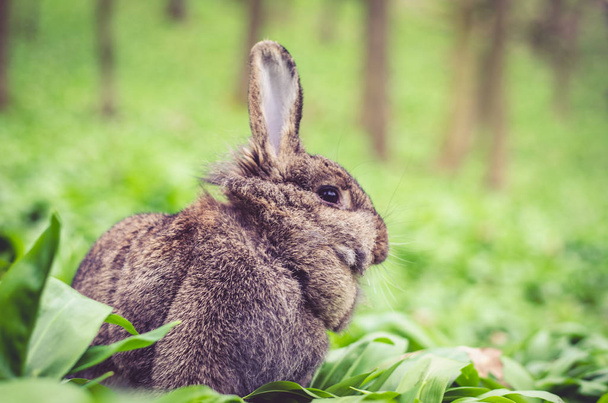 春の森のウサギ - 写真・画像