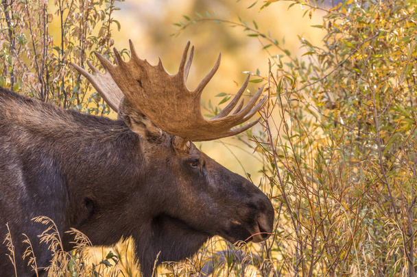 Bull Shiras Moose en otoño
 - Foto, Imagen