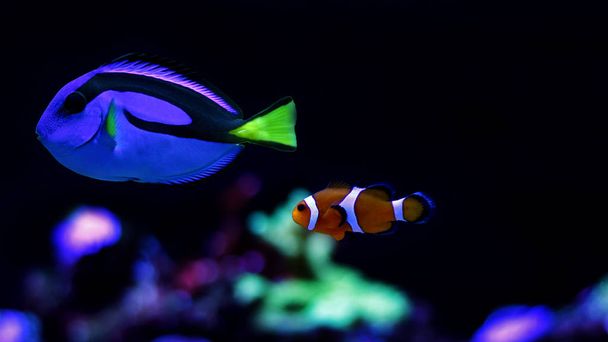 Prawdziwy Nemo i Dory - Zdjęcie, obraz