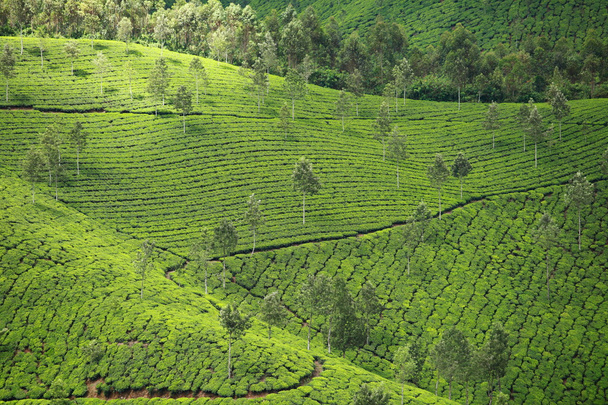 Paisagem de plantações de chá verde. Munnar, Kerala, Índia
 - Foto, Imagem