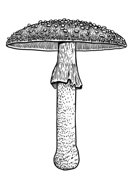 Fly agaric cogumelo ilustração, desenho, gravura, vetor, linha
 - Vetor, Imagem