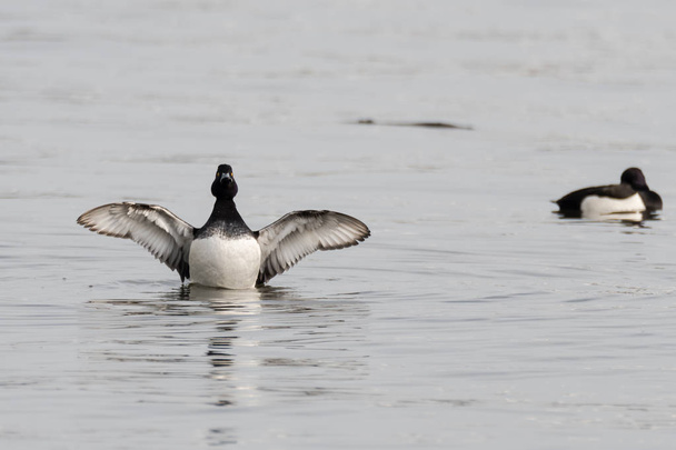 Tufted duck (Aythya fuligula) with wings spread - Photo, Image