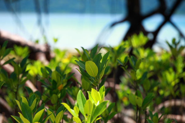 mangrovové strom v ostrově havelock v Andamanských, Indie. - Fotografie, Obrázek