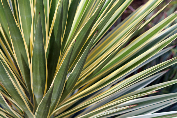 Detailní záběr na rostlina Yucca - Fotografie, Obrázek