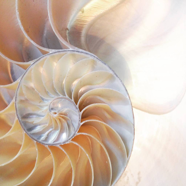 nautilus shell symmetry Fibonacci half cross section spiral golden ratio structure growth close up back lit mother of pearl close up stock, foto, fotografía, imagen, imagen
, - Foto, Imagen