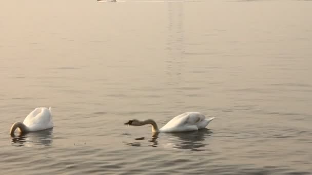 Group of swans swimming in the sea - Footage, Video