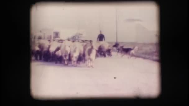 vintage 8 mm. το κοπάδι των προβάτων - Πλάνα, βίντεο