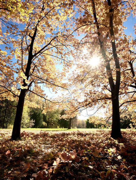 公園アレクサンドリヤの秋 - 写真・画像