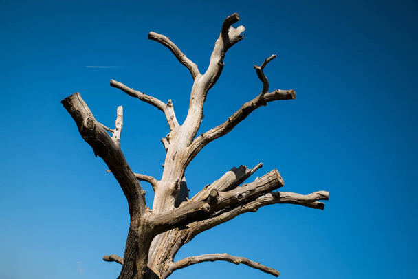 Stark yaz ağaç - Fotoğraf, Görsel