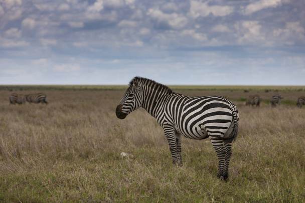 Zebra nel Parco Nazionale del Serengeti
 - Foto, immagini