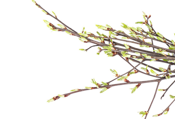 Branche de printemps isolée sur fond blanc
 - Photo, image