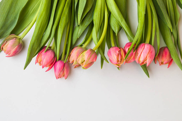 Tulips on white background. - Foto, afbeelding