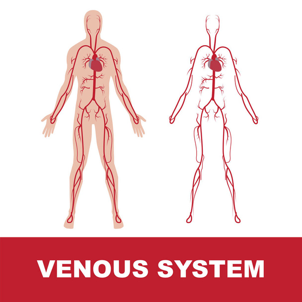 menselijke veneuze systeem - Vector, afbeelding