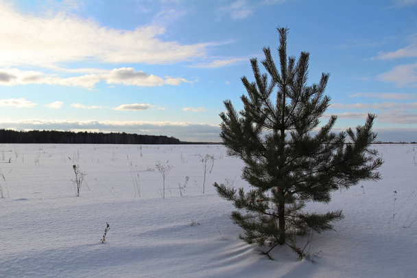 Fir tree on the field on a winter evening. - Valokuva, kuva
