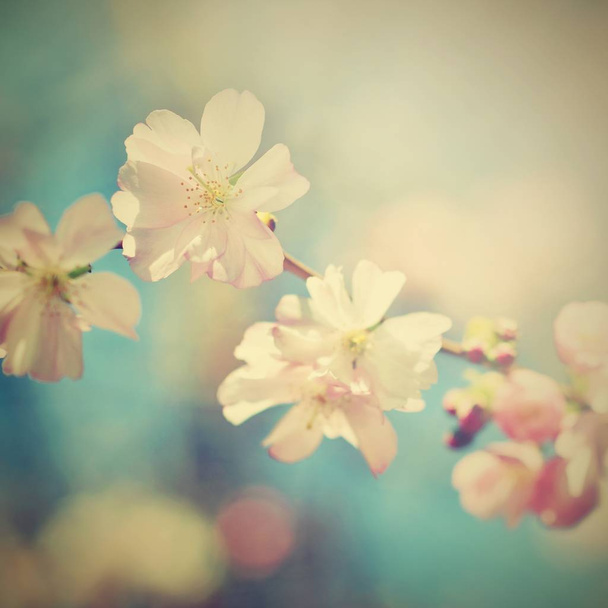Bela árvore de flores. Cena da natureza com sol no dia ensolarado. Flores da Primavera. Abstrato desfocado fundo na primavera
.  - Foto, Imagem
