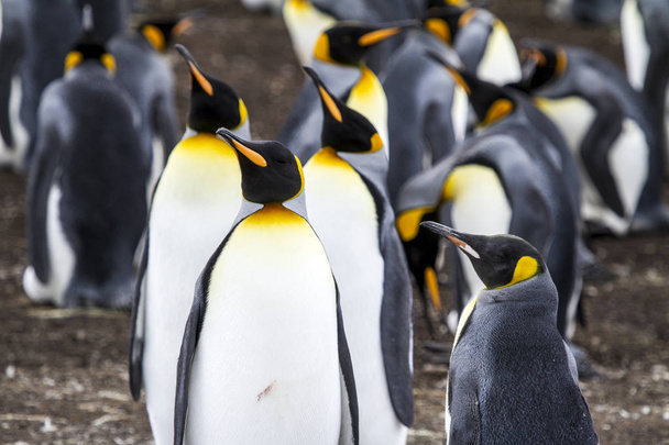 はったりコーブ、フォークランド諸島でのキング ペンギン - 写真・画像