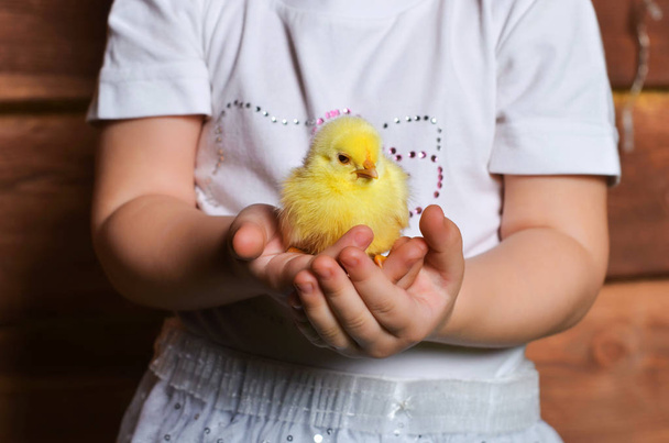 Girl is holding the chicken on shes hands - Foto, Imagem