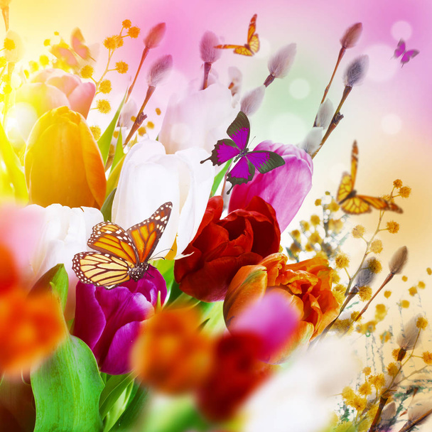 tulipanes coloridos con sauce
  - Foto, imagen