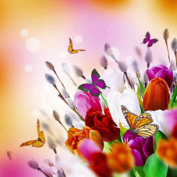 tulips with willow and butterflies - Photo, Image