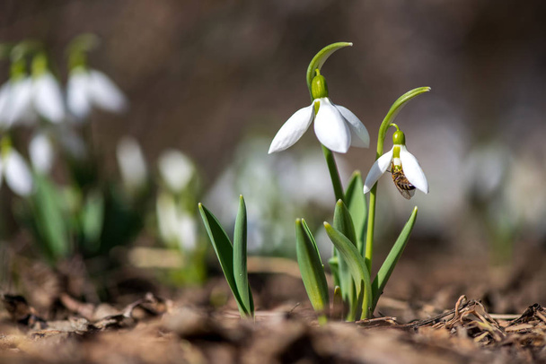 Spring snowdrop flowers blooming in sunny day - Photo, Image