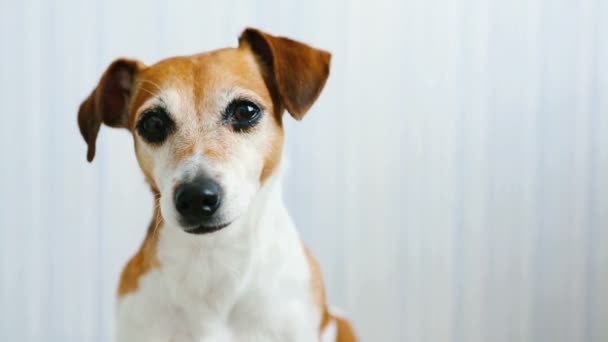 Adorabile cane Jack Russell Terrier ascolta attentamente e scuote la testa e lecca
.  - Filmati, video