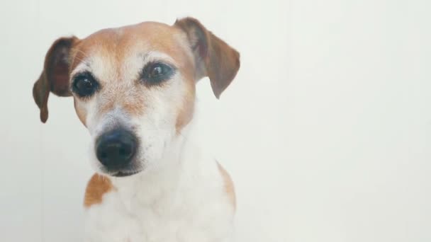 Sunny summer dog Jack Russell terrier - Footage, Video