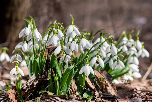Spring snowdrop flowers blooming in sunny day - Photo, Image