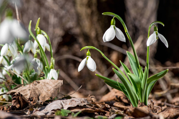 Jarní sněhové květy kvetou za slunečného dne - Fotografie, Obrázek