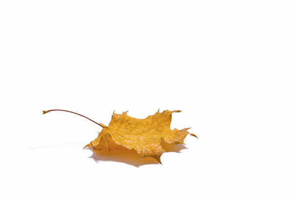 Old leaf - Foto, Bild