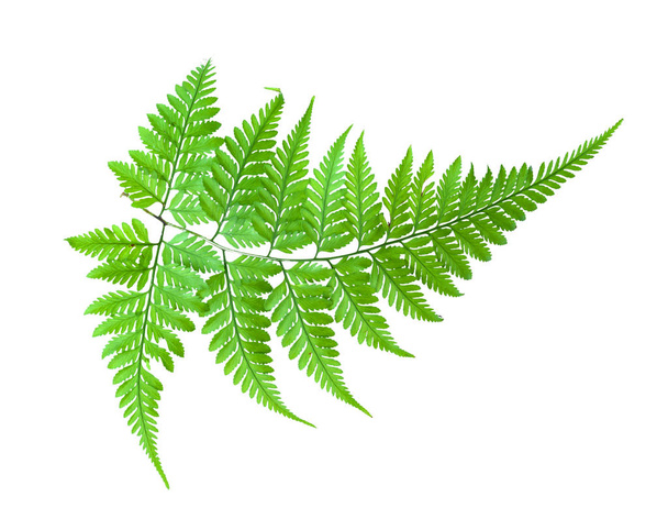 zielony liść izolować - Zdjęcie, obraz