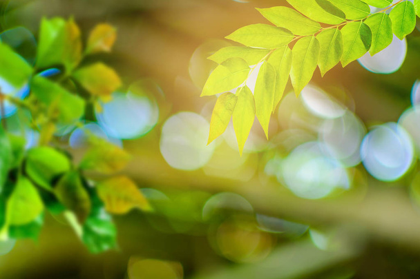 Green trees and leaf greenery bokeh - Фото, изображение