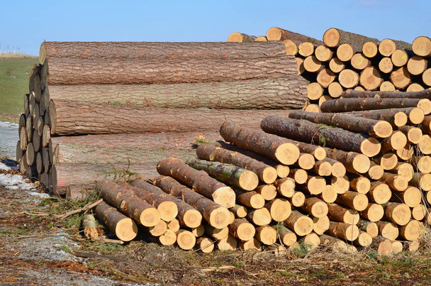 ξυλεία έτοιμη για τις μεταφορές, Νότια Βοημία - Φωτογραφία, εικόνα