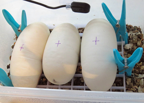Uova di pitone sane
 - Foto, immagini