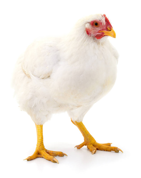 White hen isolated. - Φωτογραφία, εικόνα