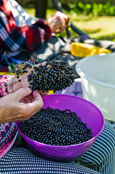 Vrouw plukken de vruchten van vlierbessen om sap van hen. - Foto, afbeelding