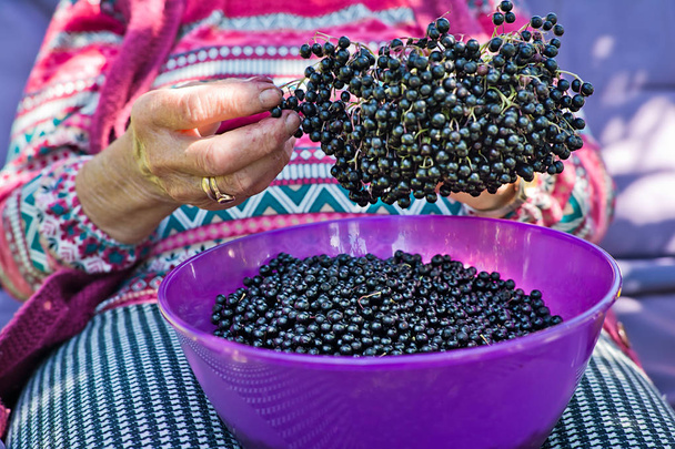 女性からジュースを作るニワトコの果実を摘む. - 写真・画像