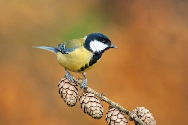 Great tit, perching on a twig - Photo, Image