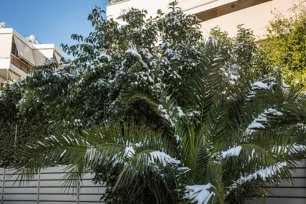 Bushes in snow - Snow in Athens - rare and unique event - Photo, Image