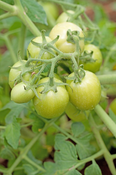 Gros plan de tomates vertes
 - Photo, image