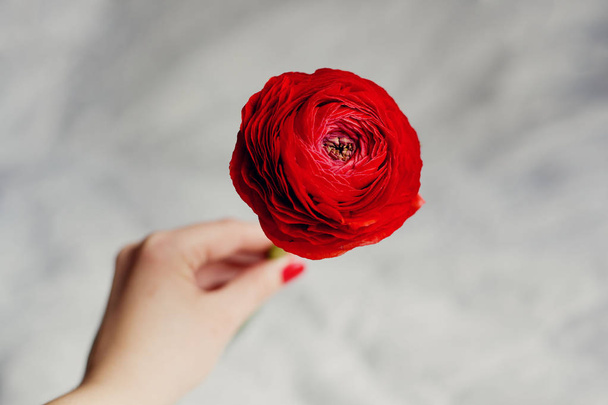 Ragazza in possesso di un ranunkulyus fiore rosso con una pluralità di petali
 - Foto, immagini