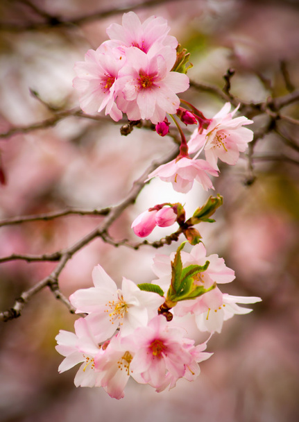 Cherry Blossoms - Photo, Image