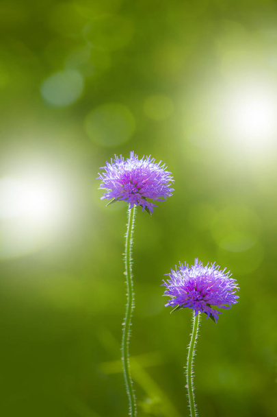 photo of two field scabious flower on shinny green background - Photo, Image