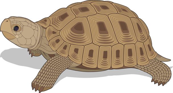 vektoros illusztráció: pusztai teknős - Vektor, kép