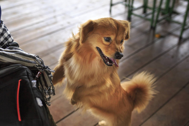 Cute pet dog with yellow fur - Foto, imagen