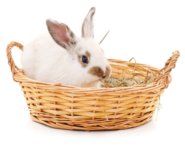 White rabbit in basket. - Photo, image