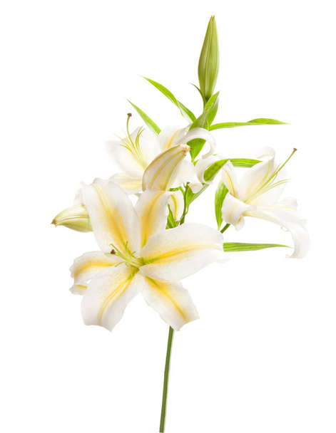 White lily isolated on white background - Photo, Image