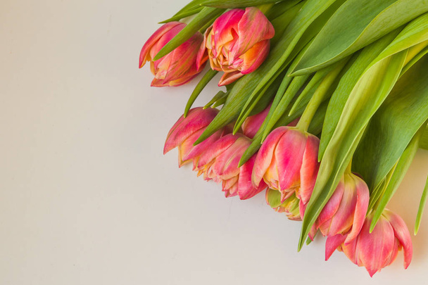 Bouquet of tulips - Foto, Bild