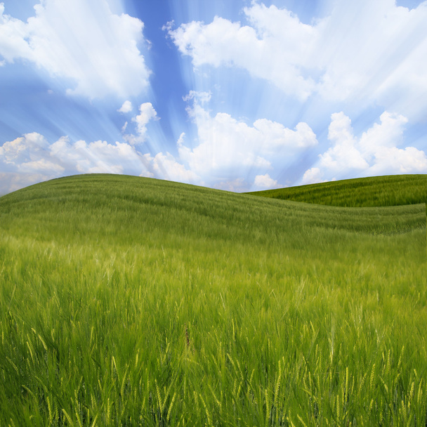 groene golvende tarweveld - Foto, afbeelding